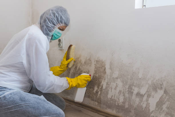 Best HVAC Mold Inspection and Cleaning in USA